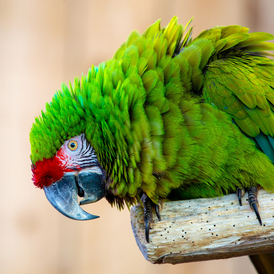 04 Green Parrot - MP